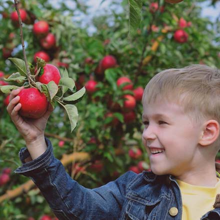 all seasons orchard